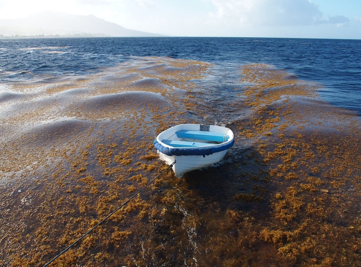 sargasso dingi